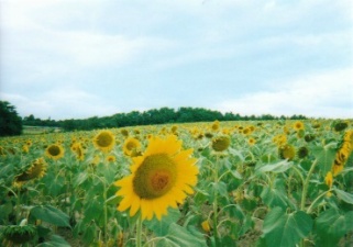 �k�����̂Ђ܂��