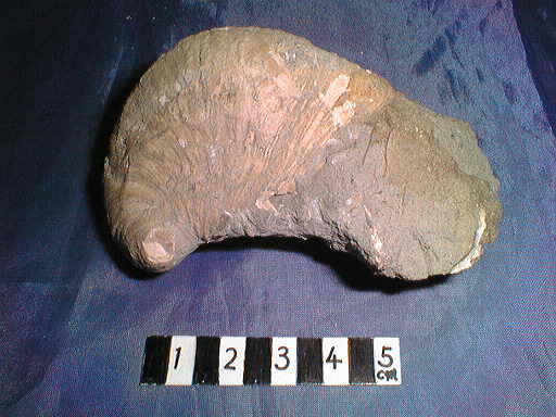 �F���c���̃W���{�G�]�t�l