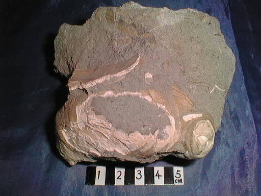 �F���c���̃W���{�G�]�t�l