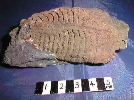 ���v�g�_�X�̉���