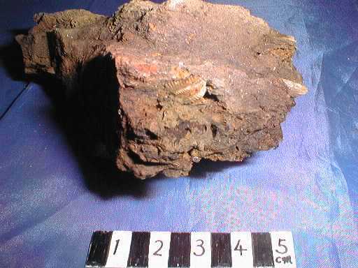 �O�t���̉���