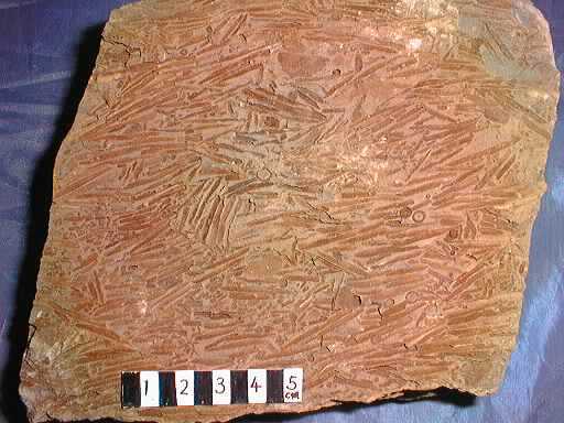 �}�c�o�C�V�̉���