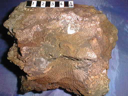 �ے��̉���