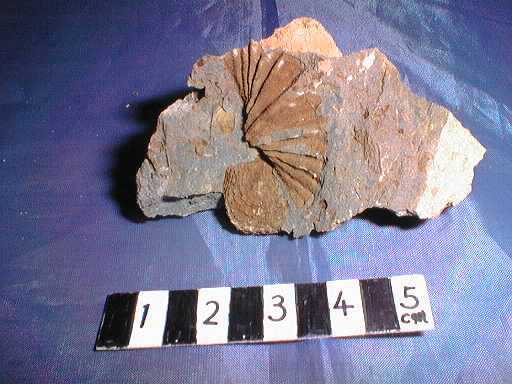 �r���L�̉���