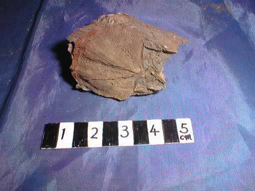 �r���L�̉���