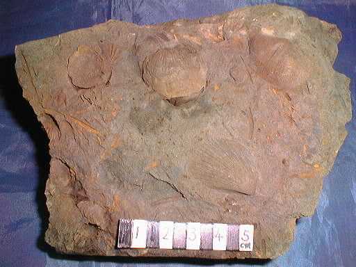 �r���L�̉���