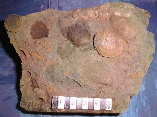 �r���L�̉���