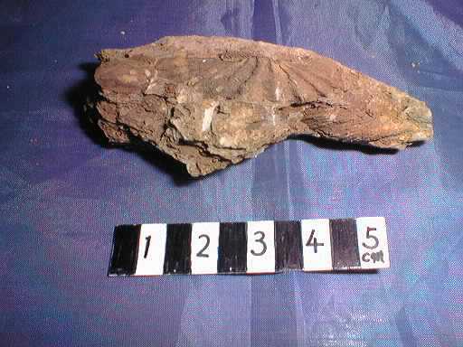 �r���L�̉���