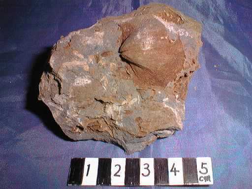 �r���L�̉���