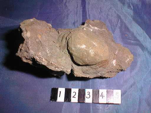 �r���L�̉���