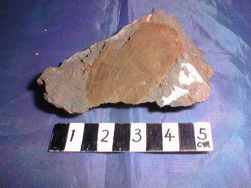 �r���L�̉���