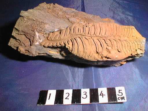 ���v�g�_�X�̉���