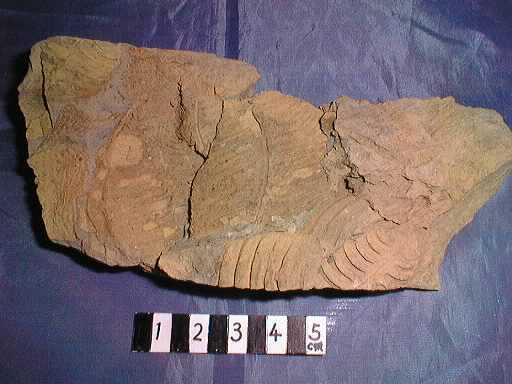 ���v�g�_�X�̉���