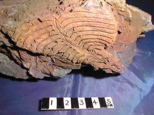 ���v�g�_�X�̉���