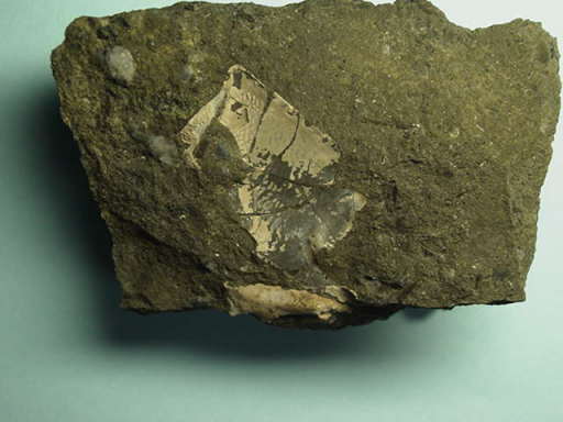 ���ɂ̂߂̉���