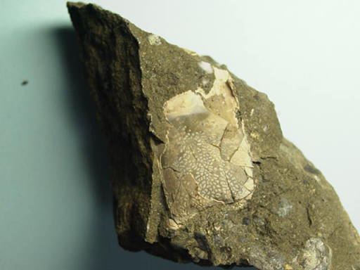 ���ɂ̂߂̉���