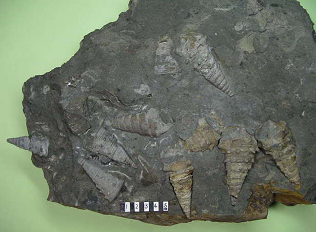 �r�J���A�̉��΂̖��W