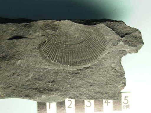 �N���~�X�E���W�\���B�b�`�̉���