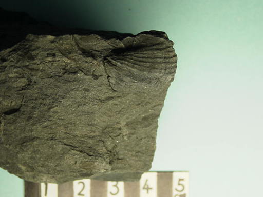 �X�s���t�F���i�@SP�̉���