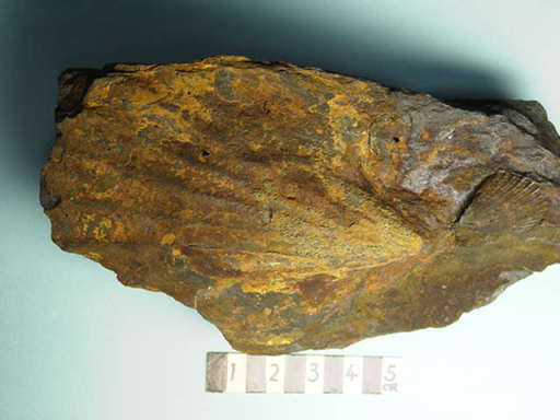 �g�T�y�N�e���E�X�Y�L�C�̉���