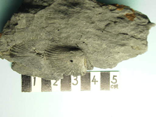 ���}�̉��΂ł��B