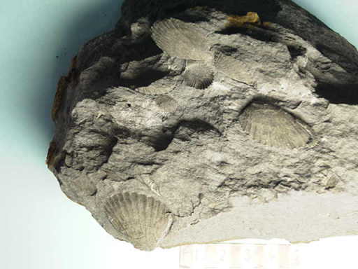 ���}�̉��΂̖��W�ł��B