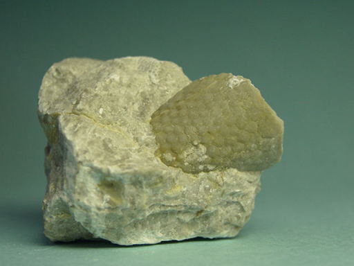 �E�~�����̉���