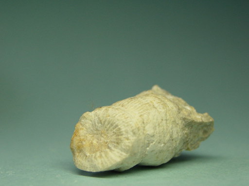 �l�˃T���S�̉���