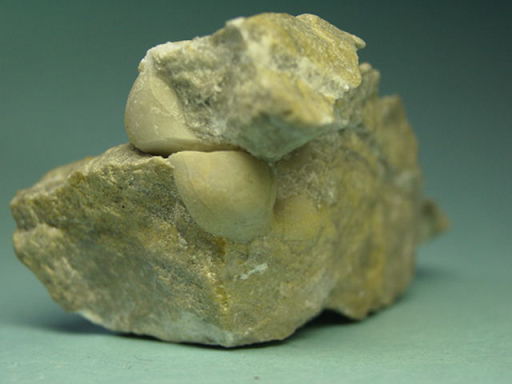 �s�v�c�ȉ���