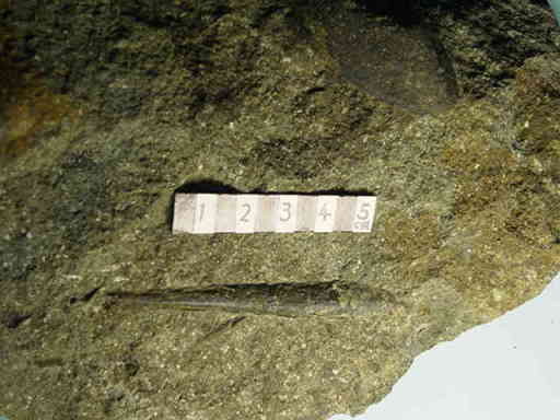 �t�B�V�f���^�����E���̉���