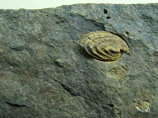 �r���L�̉���