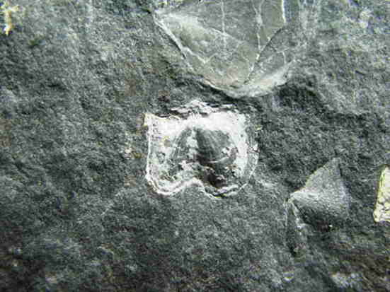 �r���L�̉��΂ł��