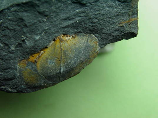 �r���L�̉��΂ł��