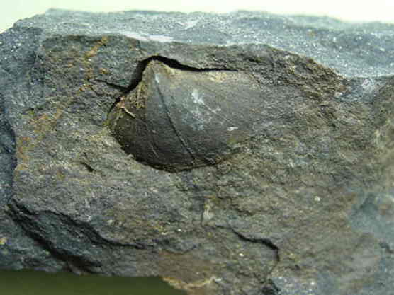 �r���L�̉��΂ł��