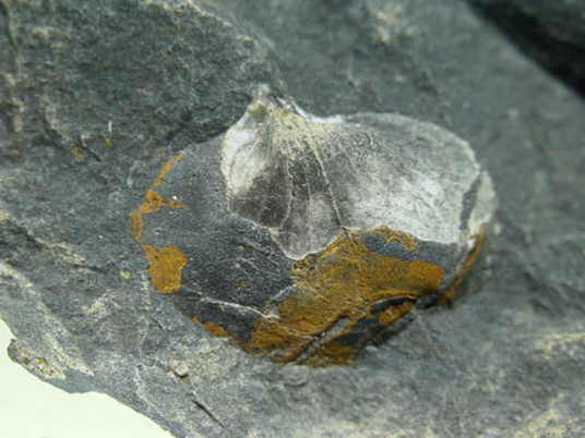 �r���L�̉��΂ł��