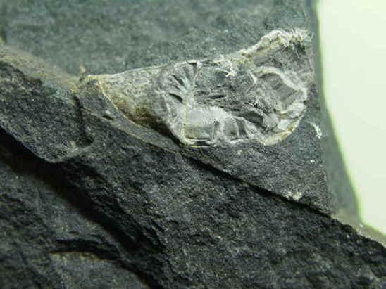 �T���S�̉��΂ł��