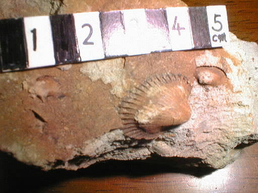 �F���c���̃A�J�K�C