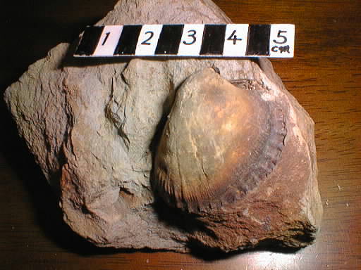 �F���c���̃A�J�K�C