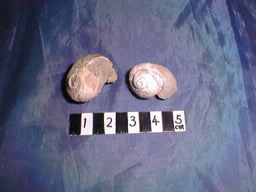 �F���c���̃L�V���S