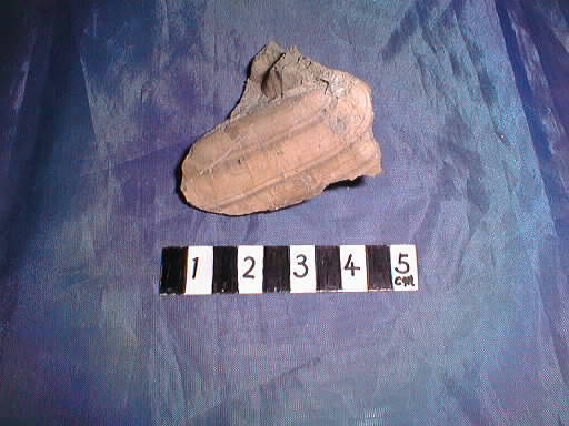 �F���c���̃��L�m�A�V�^