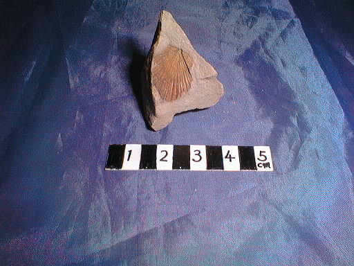 �F���c���̃y�N�e��