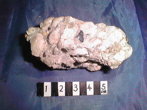 �F���c���̃i�J�����X�_���n�}�O��