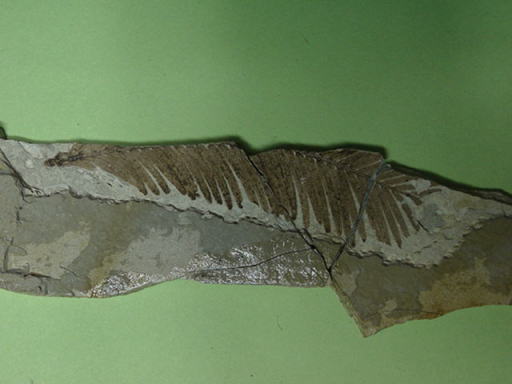 ���^�Z�R�C���̉���