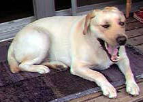 �A���t�����ł��B�����т����Ă��܂��B