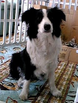 �{�[�_�[�R���[�̃��C�����