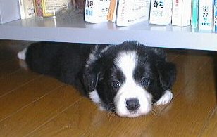 ���C�����̐Ԃ����