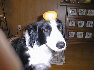 �~�J���ƃ��C�����