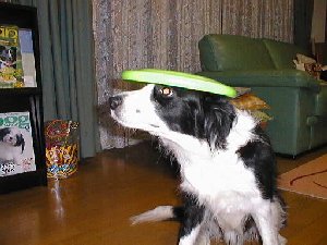 �f�B�X�N�ƃ��C�����