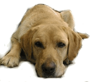 ���������Ă���v�[���N