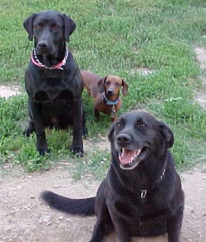 Three fellows.